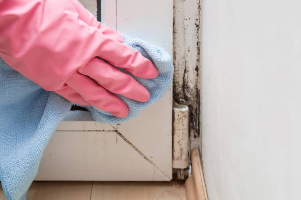 Certified Mold Removal in Altamonte Springs, FL