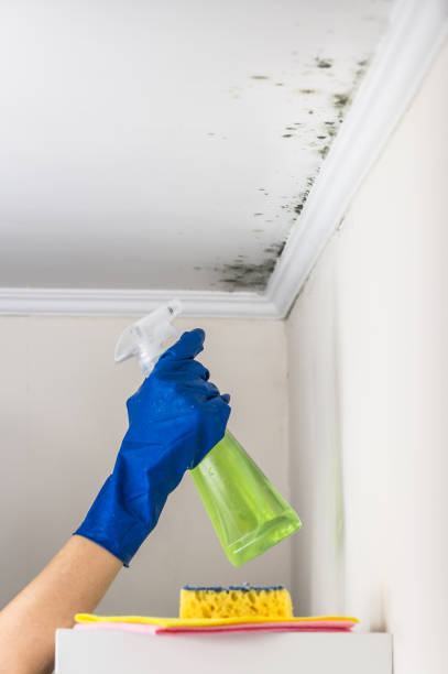 Attic Mold Removal in Altamonte Springs, FL
