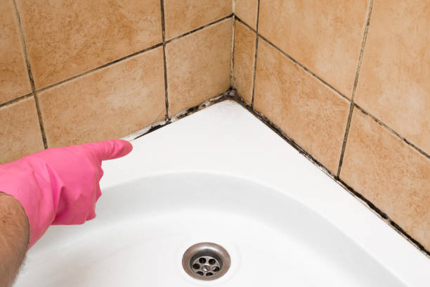 Professional Mold Removal in Altamonte Springs, FL